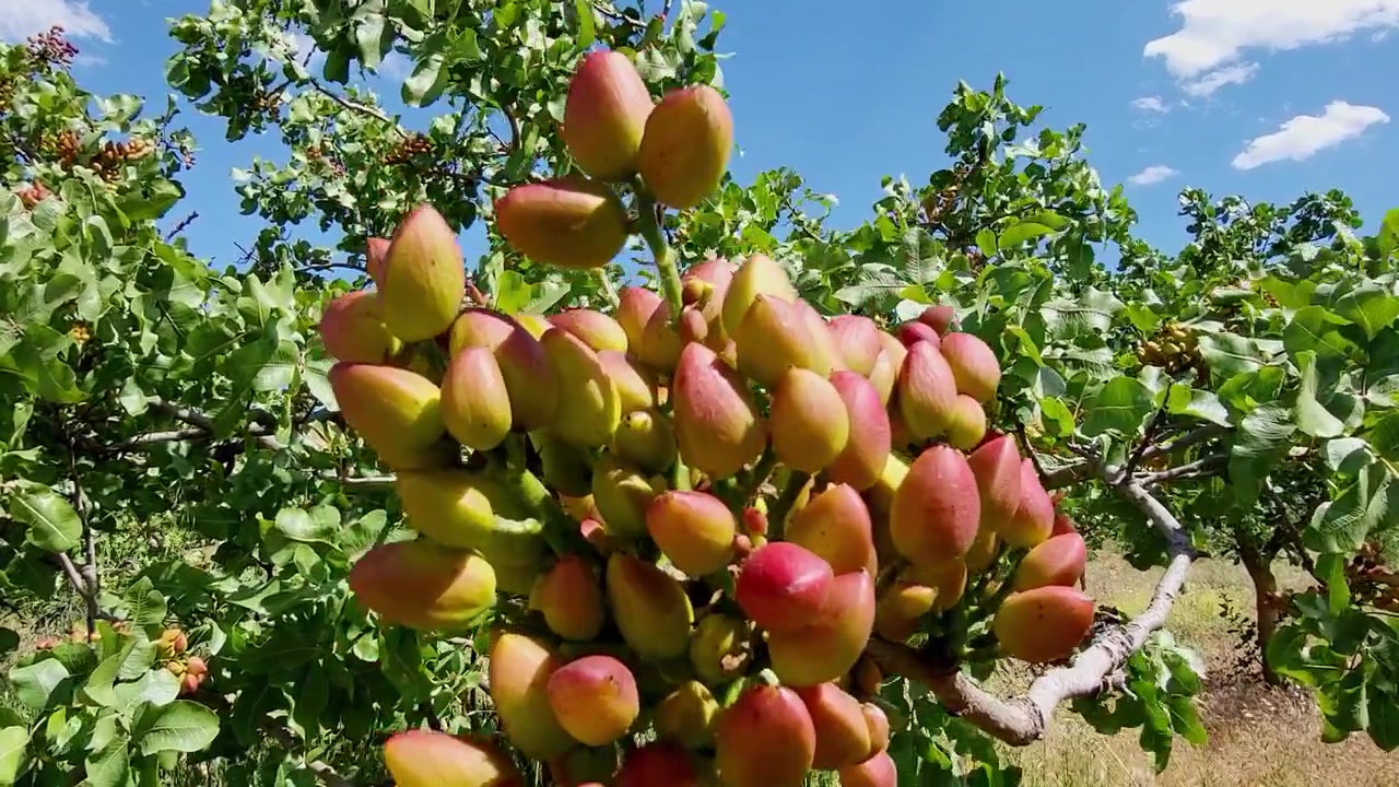 Drupe di Pistacia. Pistacia vera. Albero di pistacchio. Cambiamenti di colore nel frutto del pistacchio. Albero di pistacchio con frutti al culmine della maturazione. Pistacchi che maturano sull'albero. Spagna