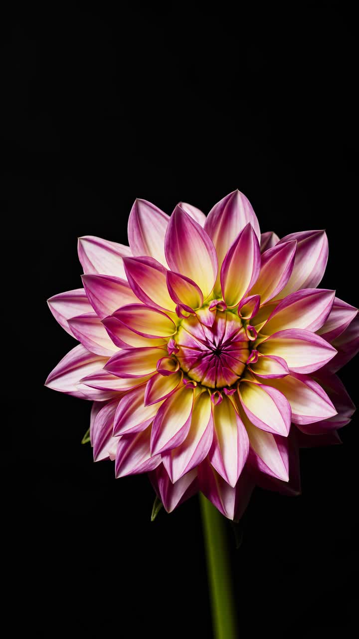 Close-up video style of a vibrant pink dahlia against a black background, captured from a front