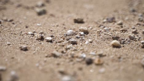 pebbles washed ashore on the beach in hawaii.