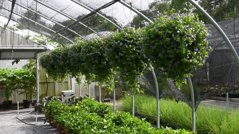 hanging basket purple petunia flowers inside greenhouse garden blowing in the wind