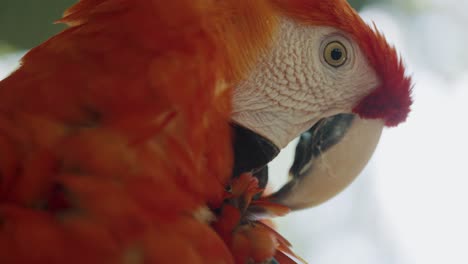 scarlet macaw preening its red feathers