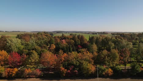 yellow and orange leaves on the trees in the morning forest