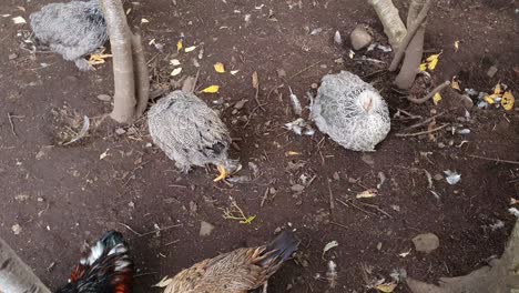 Looking-down-on-wild-organic-chicken-in-a-free-range-farm