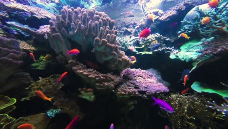 Various-colorful-tropical-fish-swimming-along-the-coral-reef