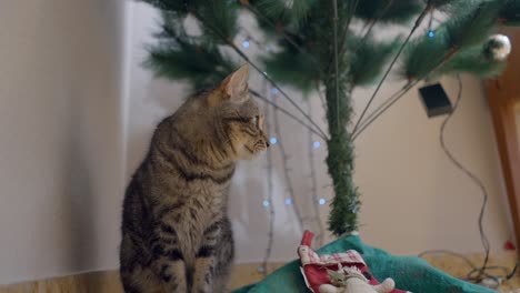 cat by the christmas tree