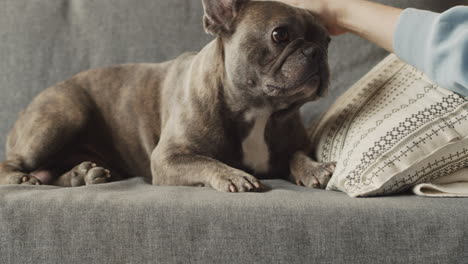 close up view of a bulldog dog lying on sofa while his owner caresses him 1