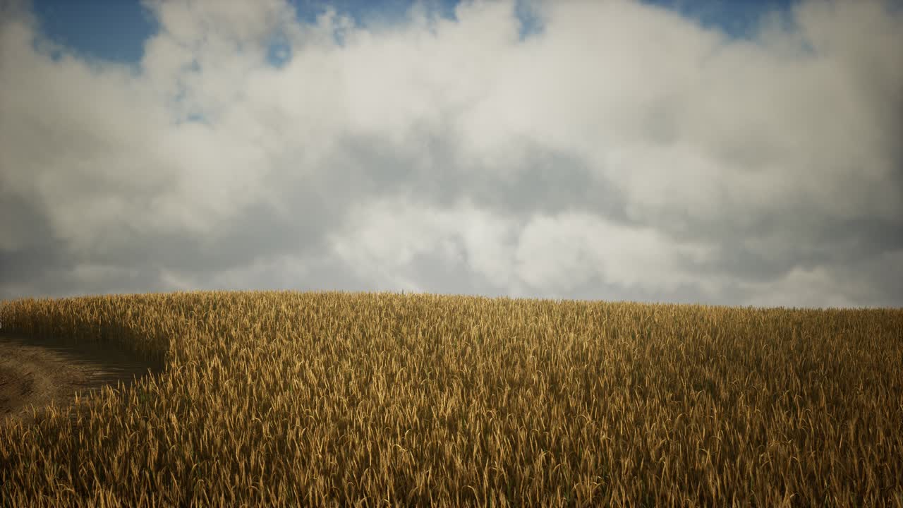 Dark stormy clouds over wheat field