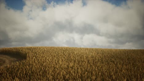 dark stormy clouds over wheat field