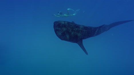 in the crystalline waters of rasdhoo atoll, a skilled freediver glides effortlessly beside a majestic whale shark, the ocean’s largest fish.