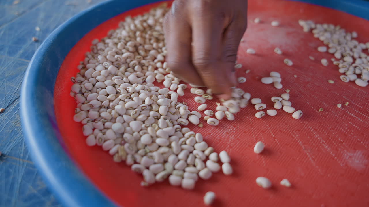 Closeup beans on red sieve, hand sorting house chore in rustic kitchen, tactile selection of white legumes into blue bowl, textured tabletop, slow methodical motion, domestic food preparation