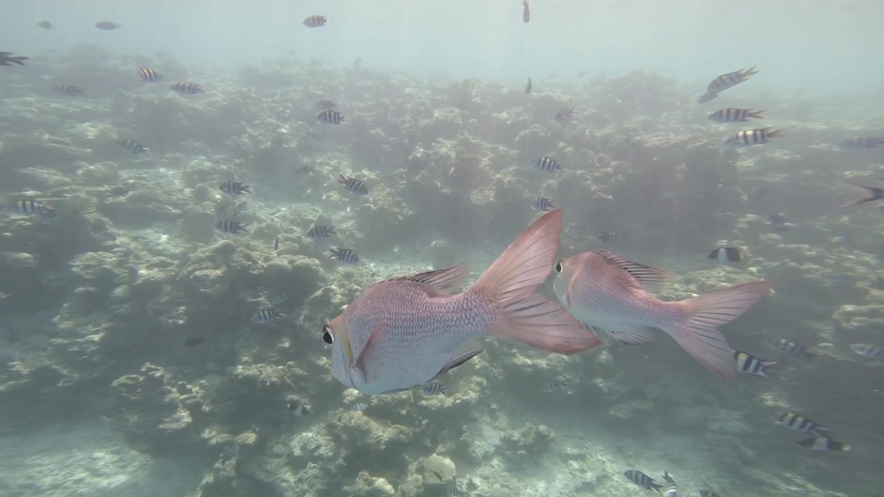 Humpnose big-eye bream swim close to the camera above a tropical coral reef, joined by striped damselfish in the shallow waters of the Maldives.