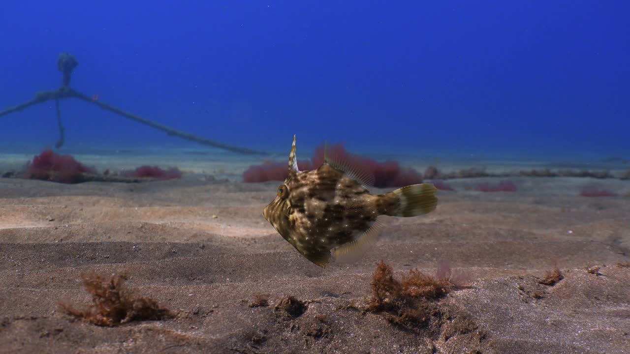Sualtında kumlu deniz tabanının üzerinde yüzen Yeşil Çalılık Balığı (Stephanolepis Hispidus).