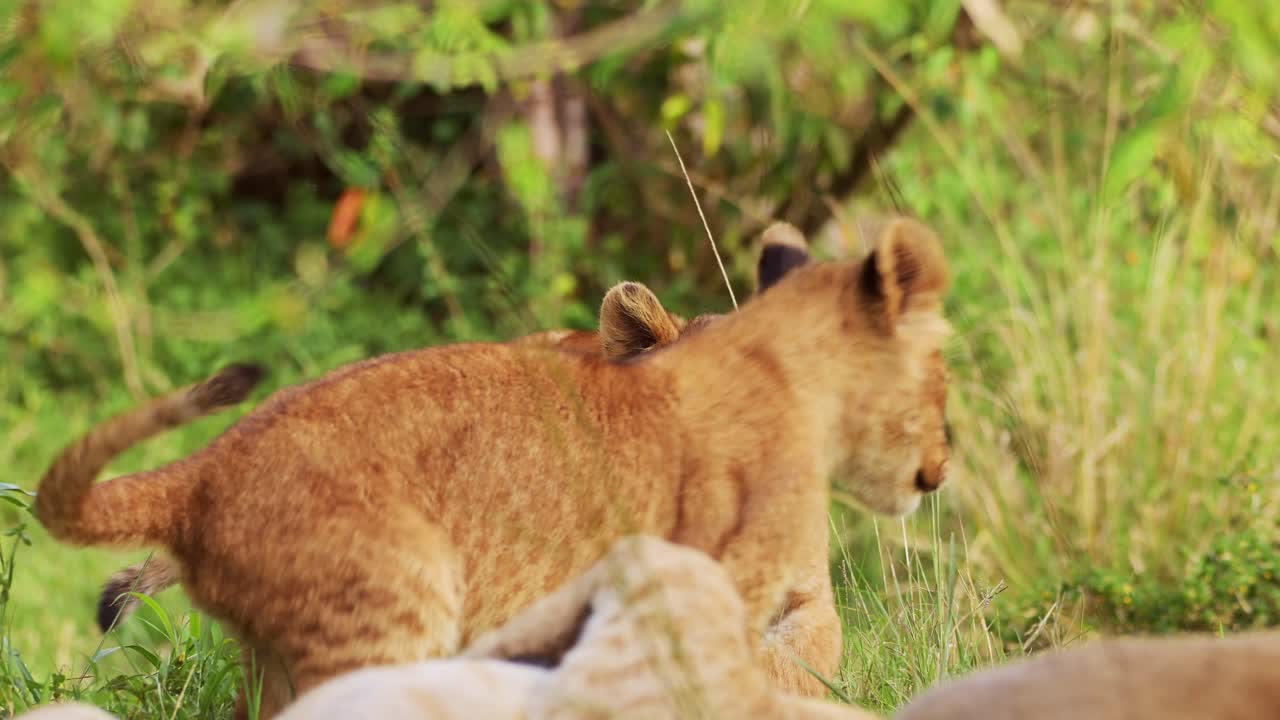 slow motion shot van close-up shot van grote 5 leeuwenkinderen spelen vechten schattig en brutaal, afrikaanse dieren in het masai mara nationaal reservaat, kenia, jonge schattige afrika safari dieren die plezier hebben
