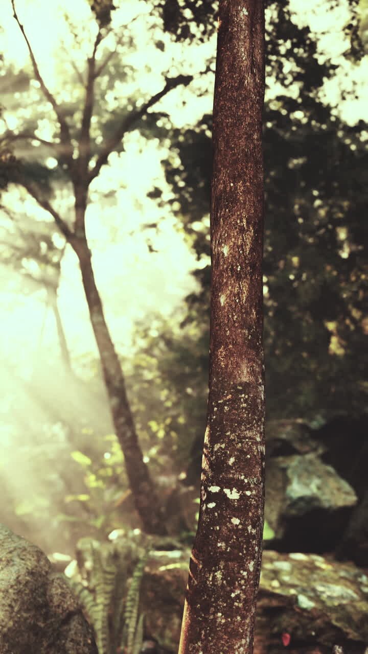 Misty forest scene at dawn with sunlight filtering through