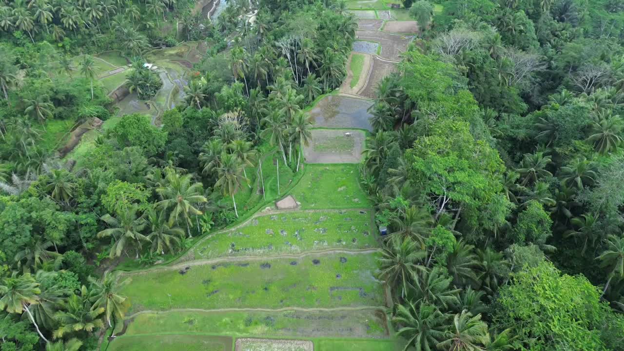 Aerial footage of the iconic rice fields in Ubud, Bali, capturing the vibrant green terraces and the natural beauty of this tropical landscape.