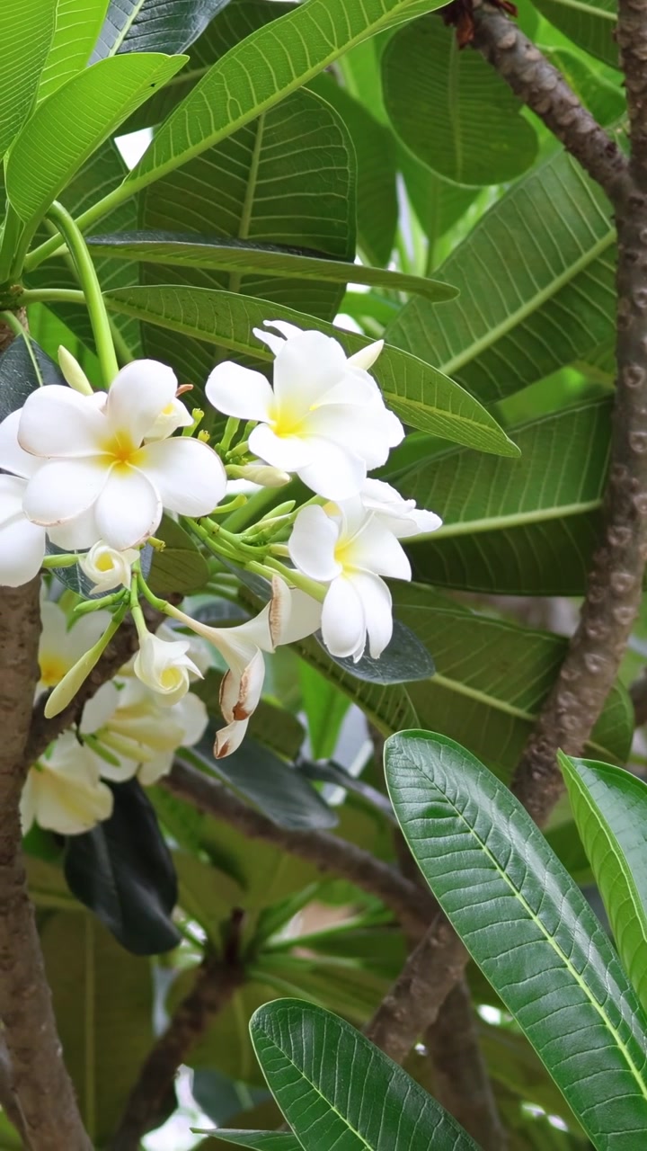 Time-lapse di fiori che sbocciano tra foglie verdi.