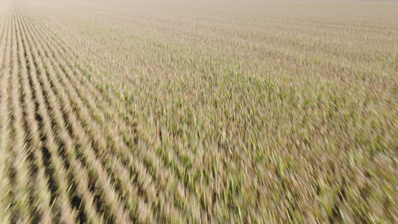 vuelo aéreo sobre un campo de maíz seco que muestra un terreno agrícola expansivo