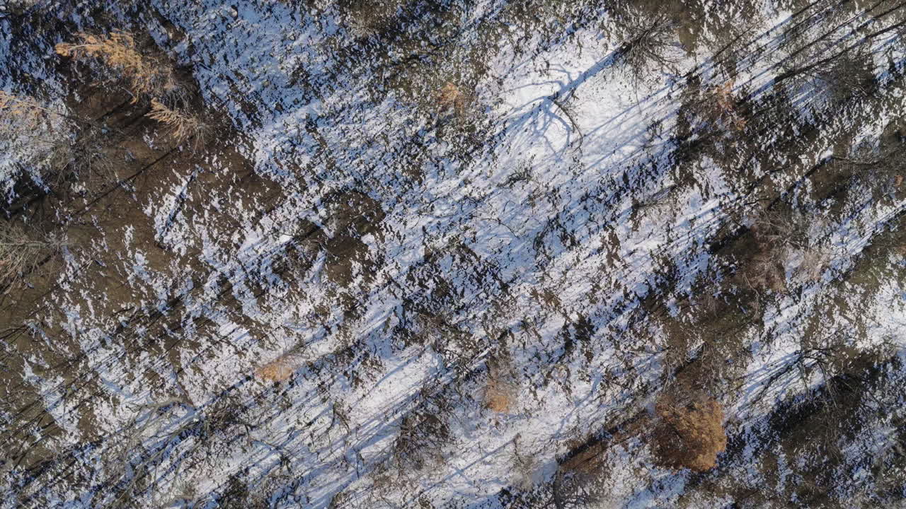 Top-down drone fly over burnt forest area with fallen trees and branches in Andes mountains, Patagonia, Argentina