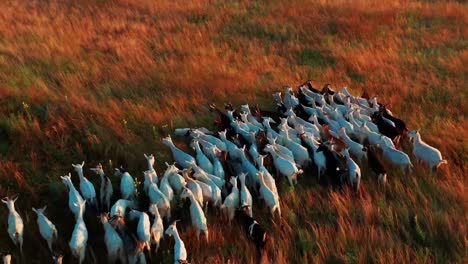 Cinematic-aerial-shot-of-a-herd-of-sheep,-they-are-moving-across-the-grass-vegetation-on-ground-surface,-domesticated-animals-concept