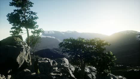 sun beams through trees
