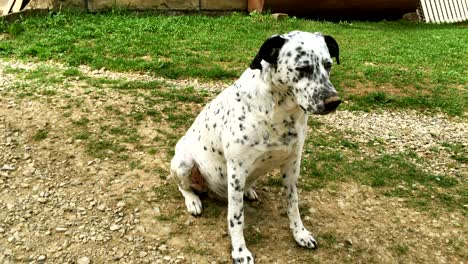 dalmatian dog is sitting on the grass.