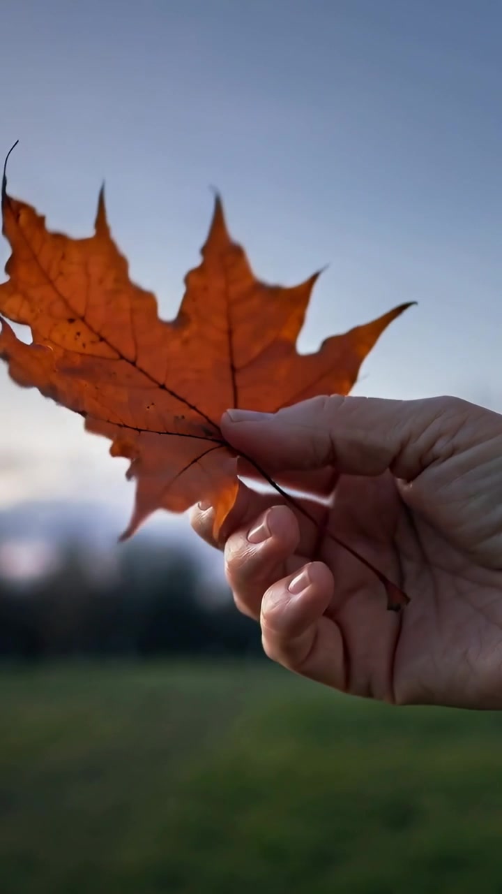 Video verticale: Mano adulta che solleva una foglia d'acero arancione in un prato, per mostrare le venature, con polsino visibile