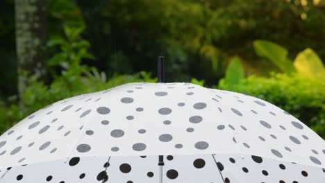 polka dot umbrella in the rain,risk management concept.