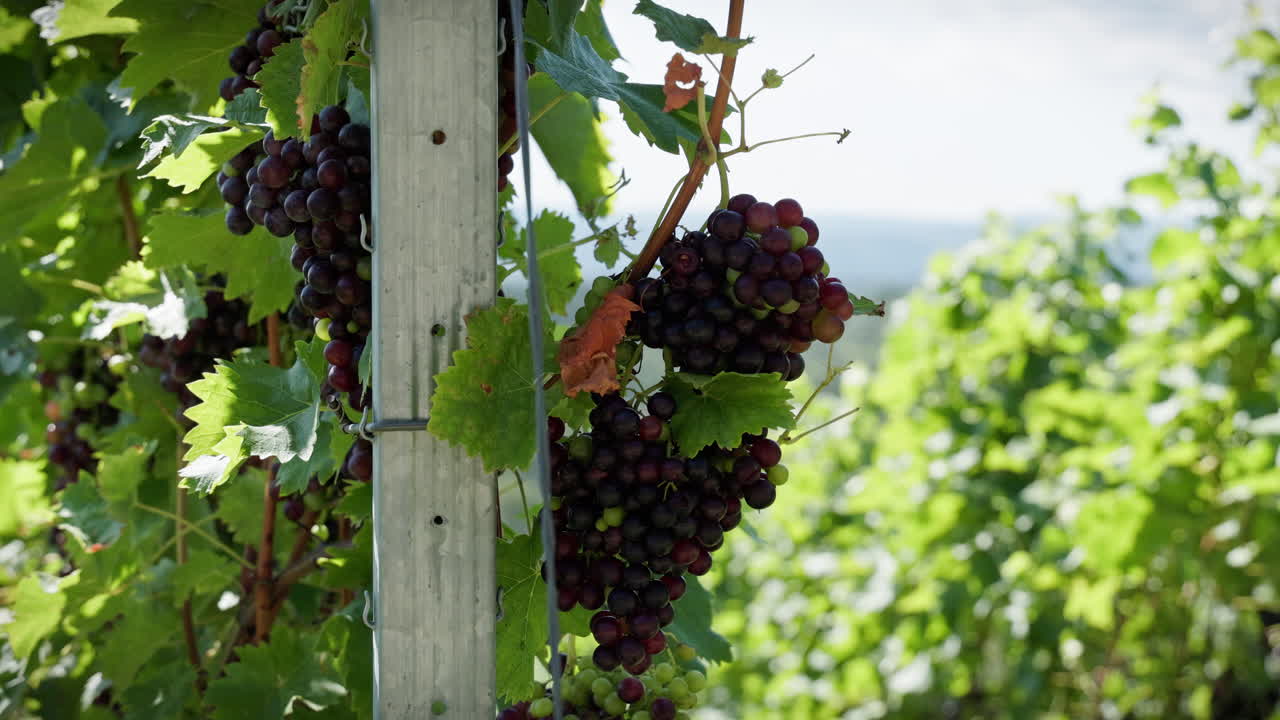 Grapes ripening on a large green vine in the summer sun. More grapevines and the hilly landscape of southern Germany are visible in the background.