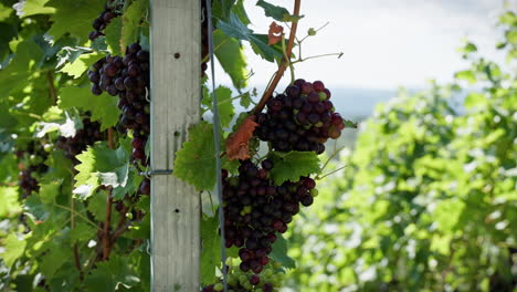 grapes ripening on a large green vine in the summer sun. more grapevines and the hilly landscape of southern germany are visible in the background.