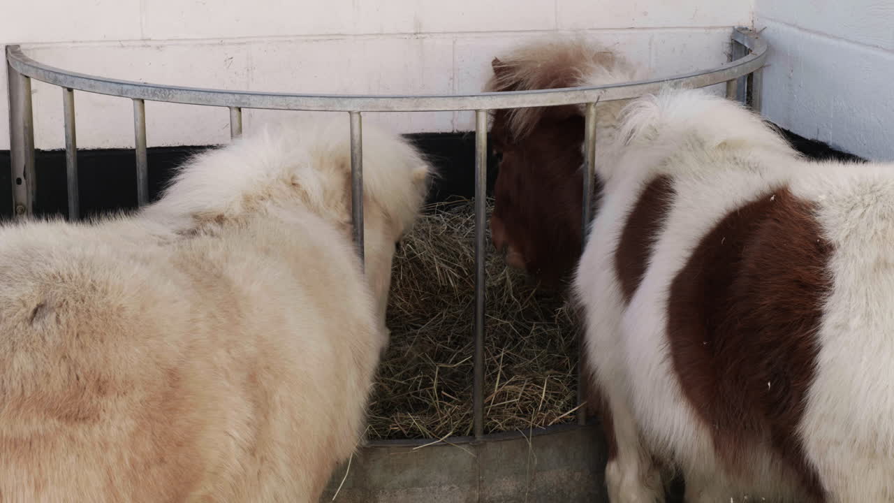 動物園で新鮮な草を食べる、黒白茶色の可愛い子馬（ポニー）。自然放牧で育ち、有機飼料を食べる小さな動物。