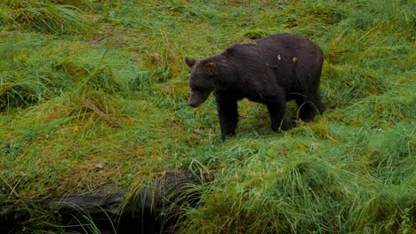 handheld shot of a grizzly bear walking in a fiedl and walking on a log in orford bay in bute inlet, british columbia, canada