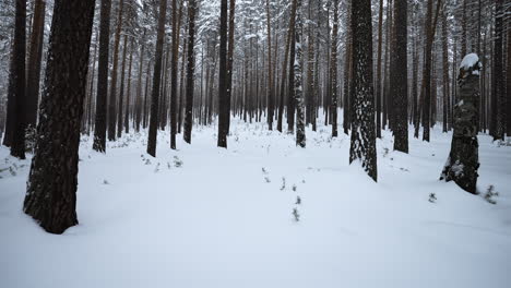 snowy pine forest