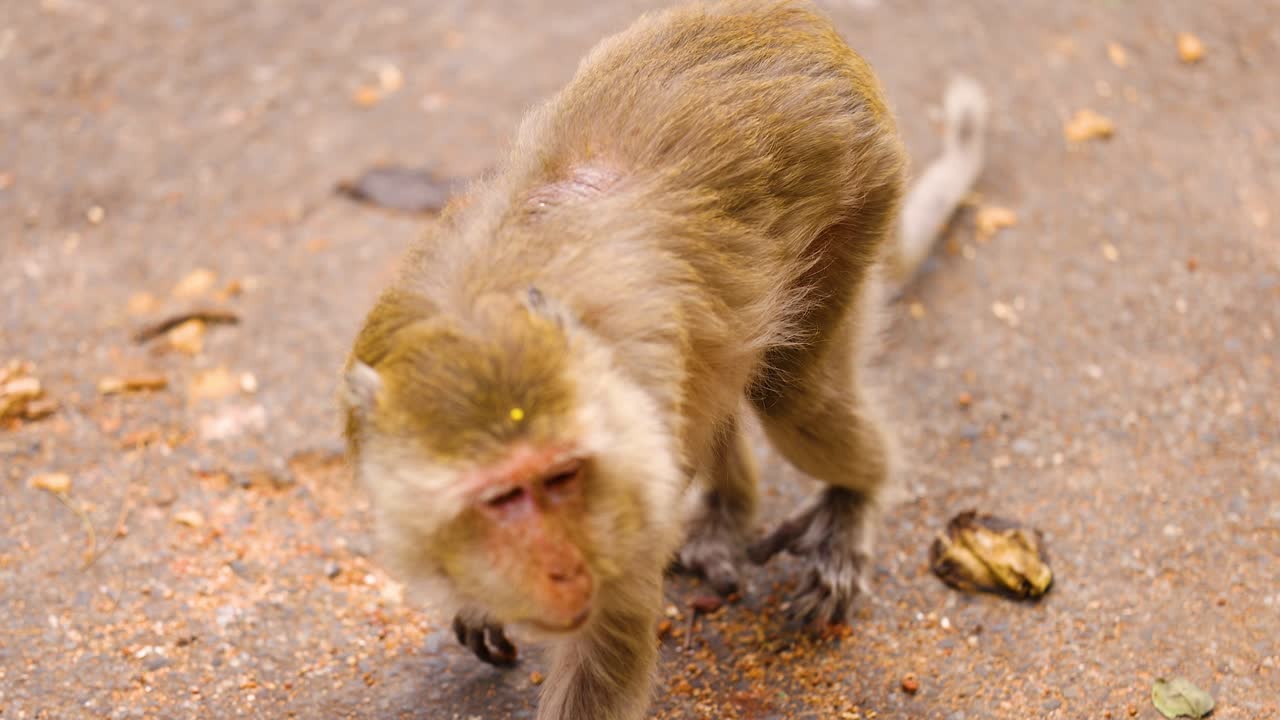 un mono paseando por la acera en chonburi, tailandia