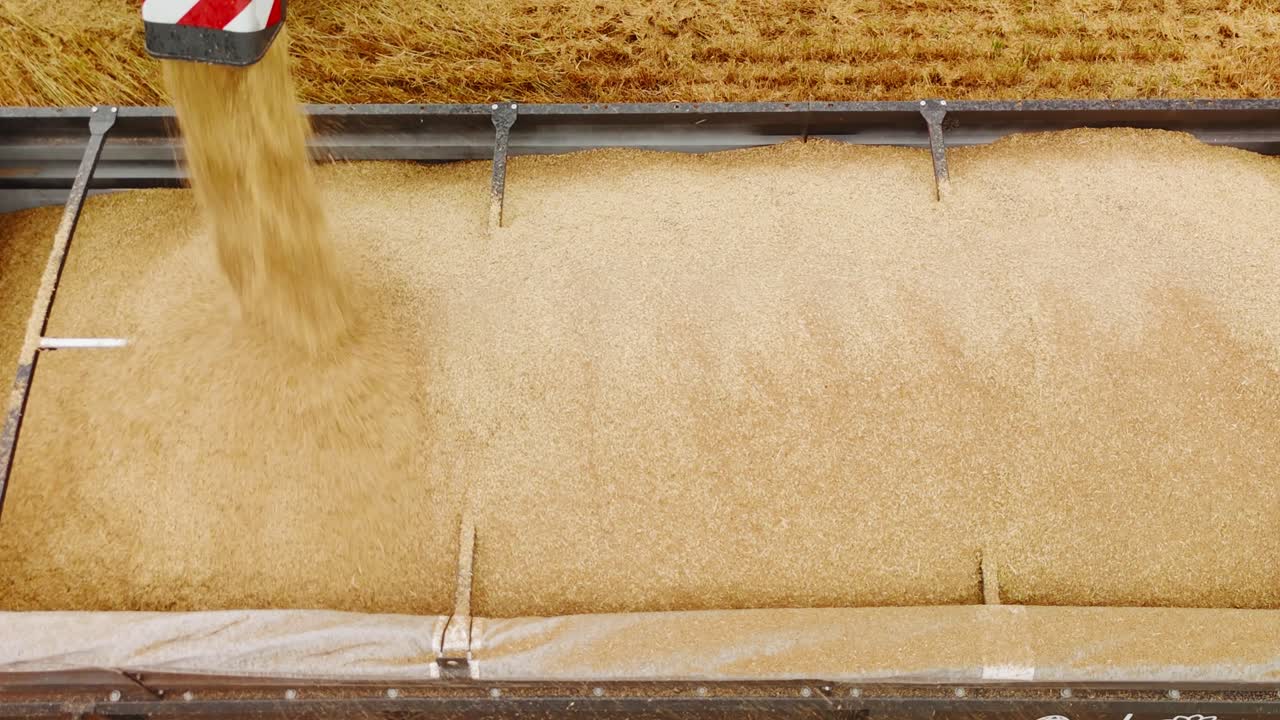 Golden Wheat Grain Being Loaded into a Trailer