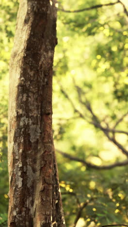 cerca de un tronco de árbol en un bosque