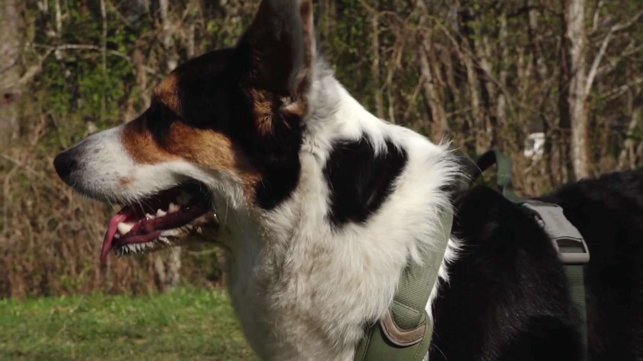 Cane che passeggia nel parco. Un cane domestico al guinzaglio. Un corgi ha passeggiato sull'erba.