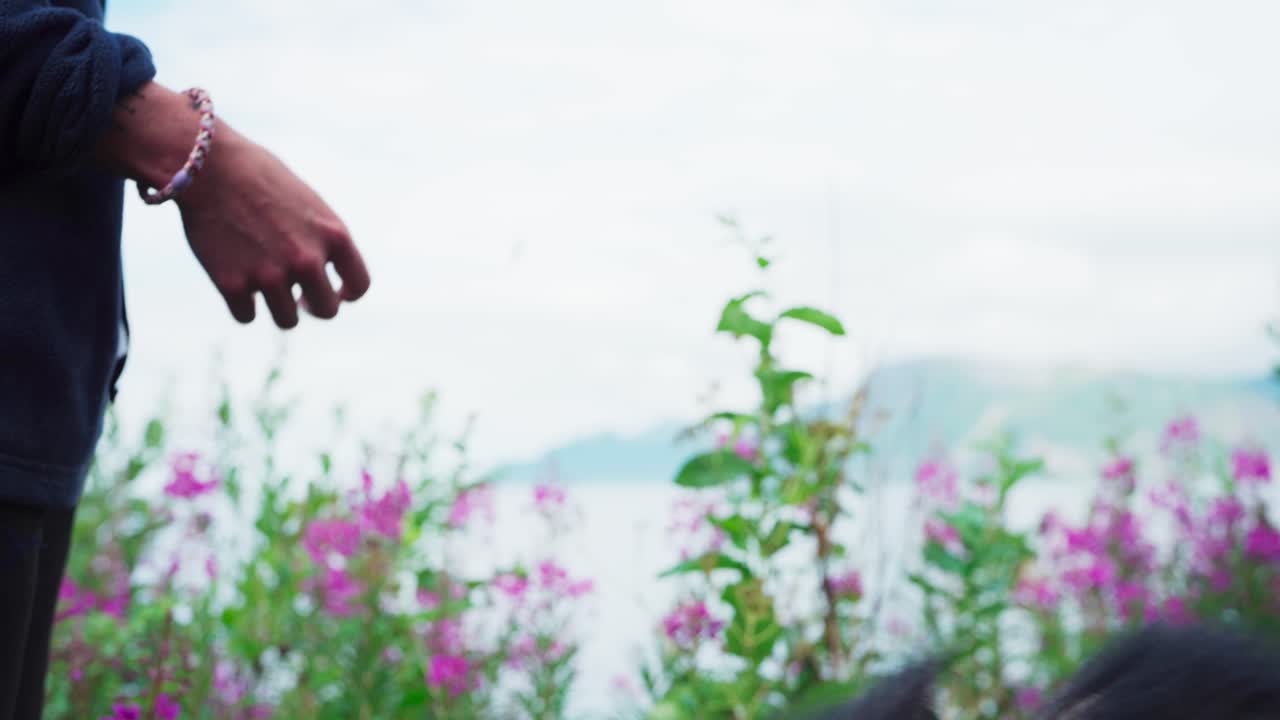 알래스카 말라무트 개 에게 알 을 주는 사람. 클로즈업