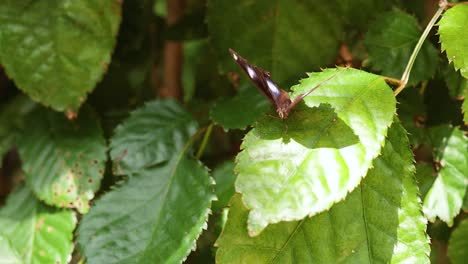 butterfly resting on leaves in natural setting