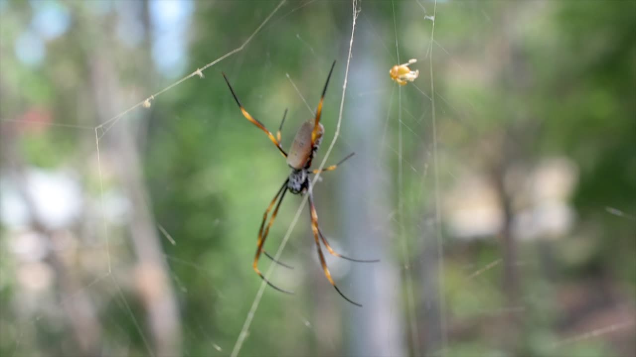 araña orbe dorada australiana sentada en el centro de su telaraña, con un diminuto macho