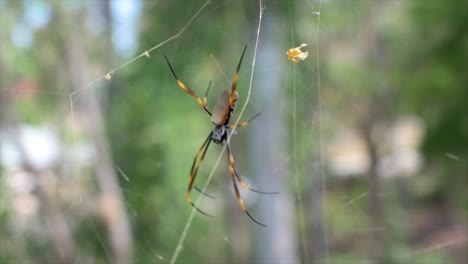 Araña-Orbe-Dorada-Australiana-Sentada-En-El-Centro-De-Su-Telaraña,-Con-Un-Diminuto-Macho