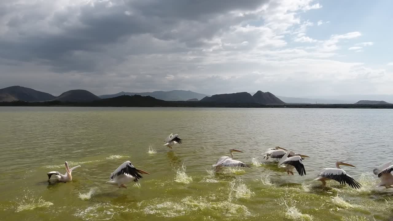 lago elementaita con pelícanos vadeando y tomando vuelo