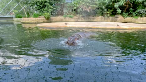 A hippopotamus emerges and splashes in a sunlit zoo pool, surrounded by lush greenery. Static wide shot, natural daylight, tranquil atmosphere