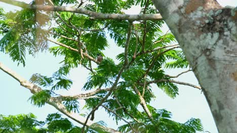 Seen-from-a-distance-moving-to-the-left-on-a-branch,-Black-and-yellow-Broadbill-Eurylaimus-ochromalus,-Thailand