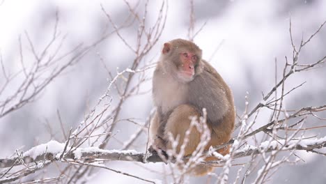 rhesus macaque monkey in forest in snowfall