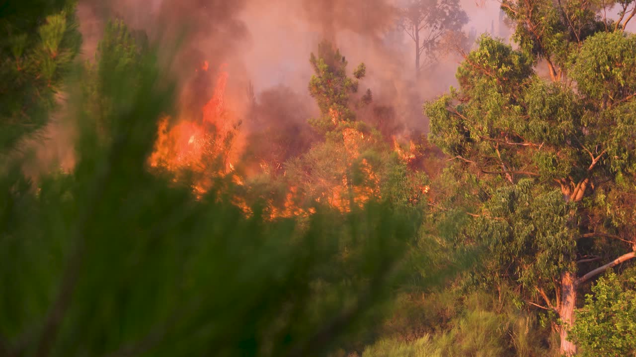 A huge blaze rises from the trees and bushes during a raging out of control forest fire