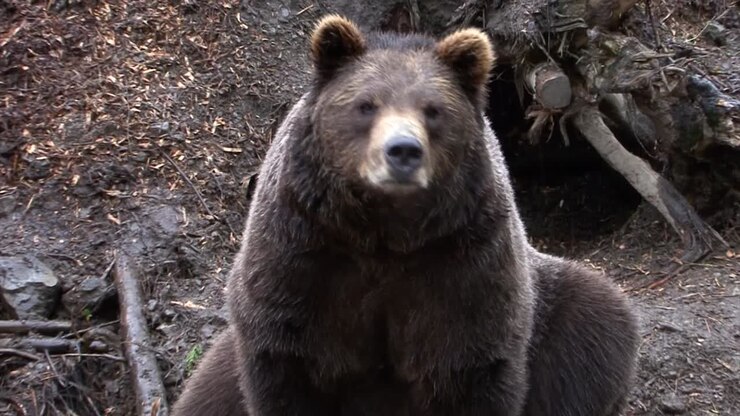 Black bear sitting and sniffing the air