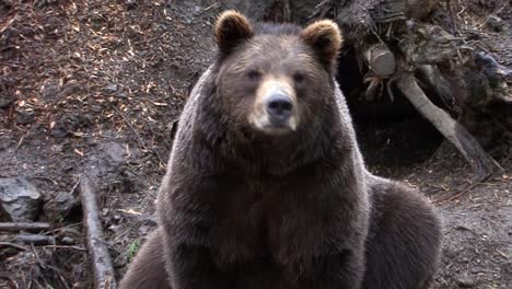 black bear sitting and sniffing the air