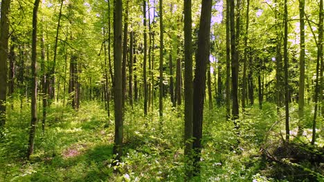 Flying-between-the-trees-in-the-spring-forest.