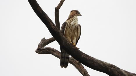 águila relajándose en el árbol uhd mp4 4k video.