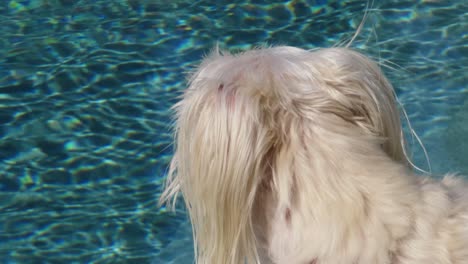 white cream colored dog looking out off the edge of pool water close-up